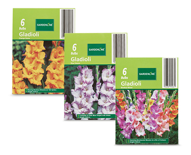 Assorted Dahlia or Gladioli Packet Bulbs