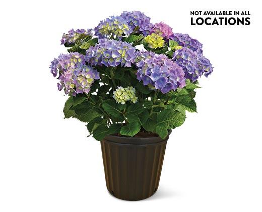 8" Hydrangea Assorted Colors