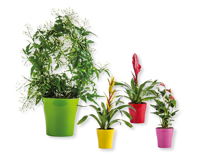 Plante exotique à fleurs