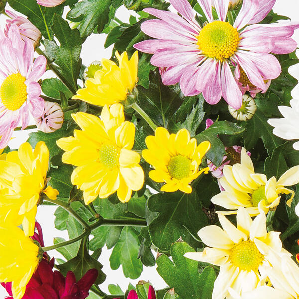 Chrysantheme "Sixtie(R)"