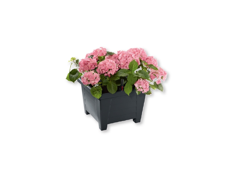 Plantenbak