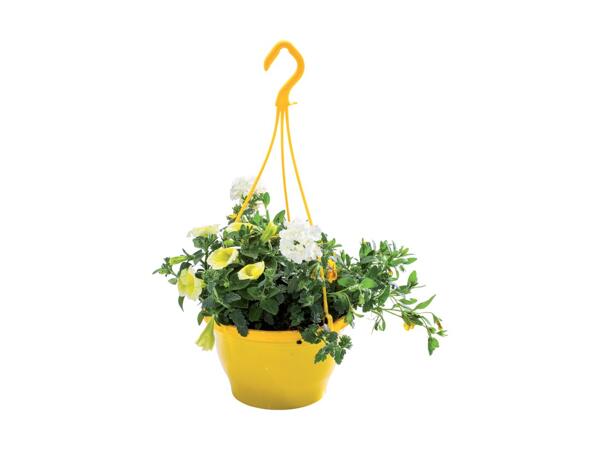 Colour Hanging Baskets