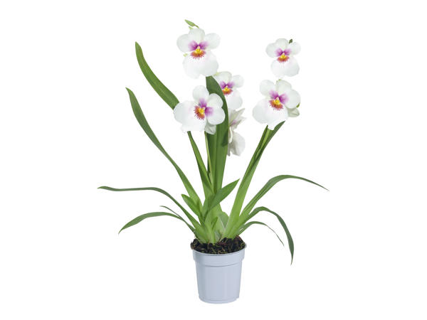 Rare Orchid Selection