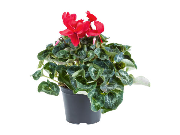Cyclamen XL