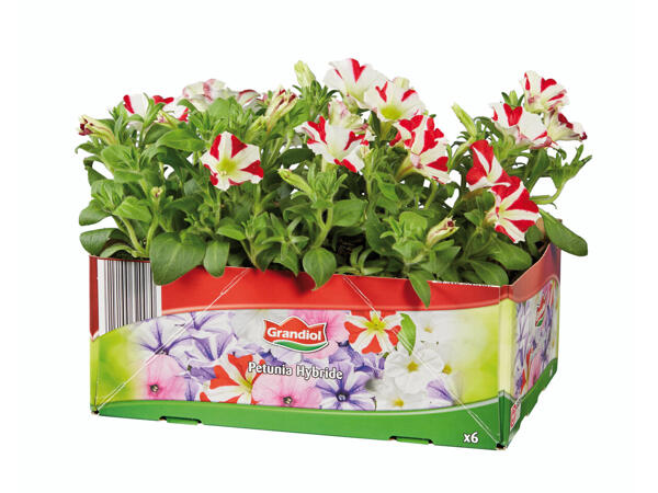 Plantes pour parterres et bacs