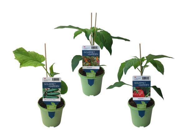 Agurke-, tomat- eller peberplante