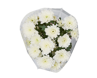 Chrysanthemum Bunch