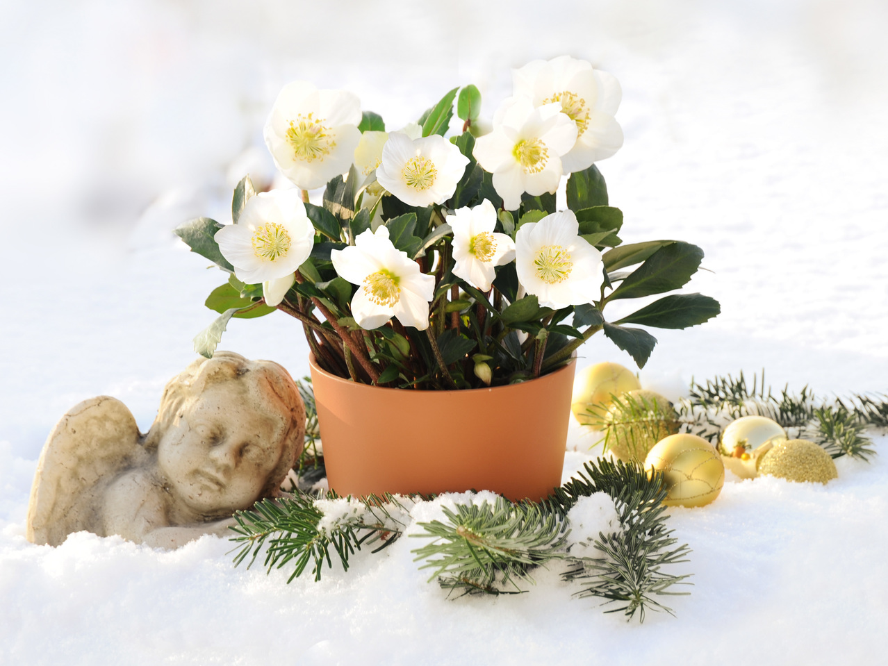 Christrose (Helleborus niger)