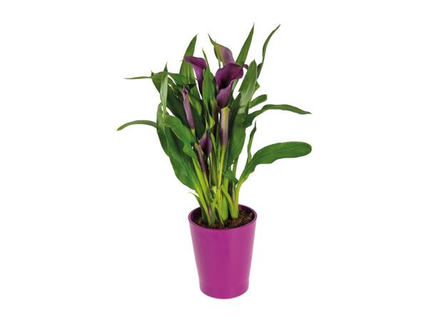 Calla in Ceramic Pot