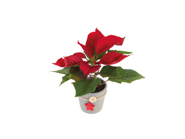 Mini Poinsettia with Pot
