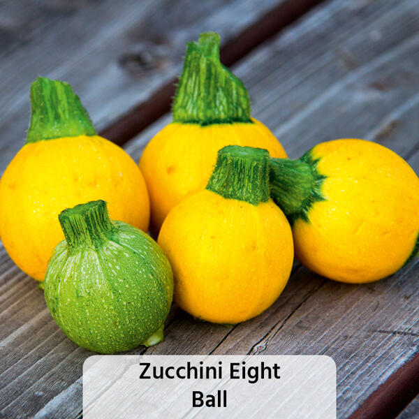 Snack-Gemüse / Zucchini- Besonderheiten