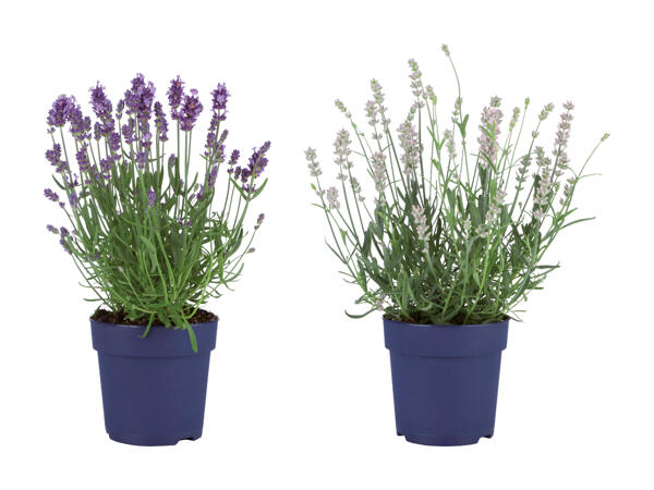 Lavanda angustifolia (solo nella Svizzera tedesca)