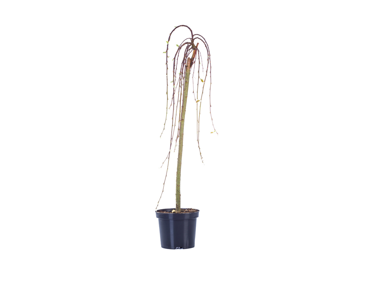Willow1