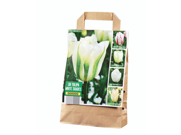 Tulpenzwiebeln Ton in Ton
