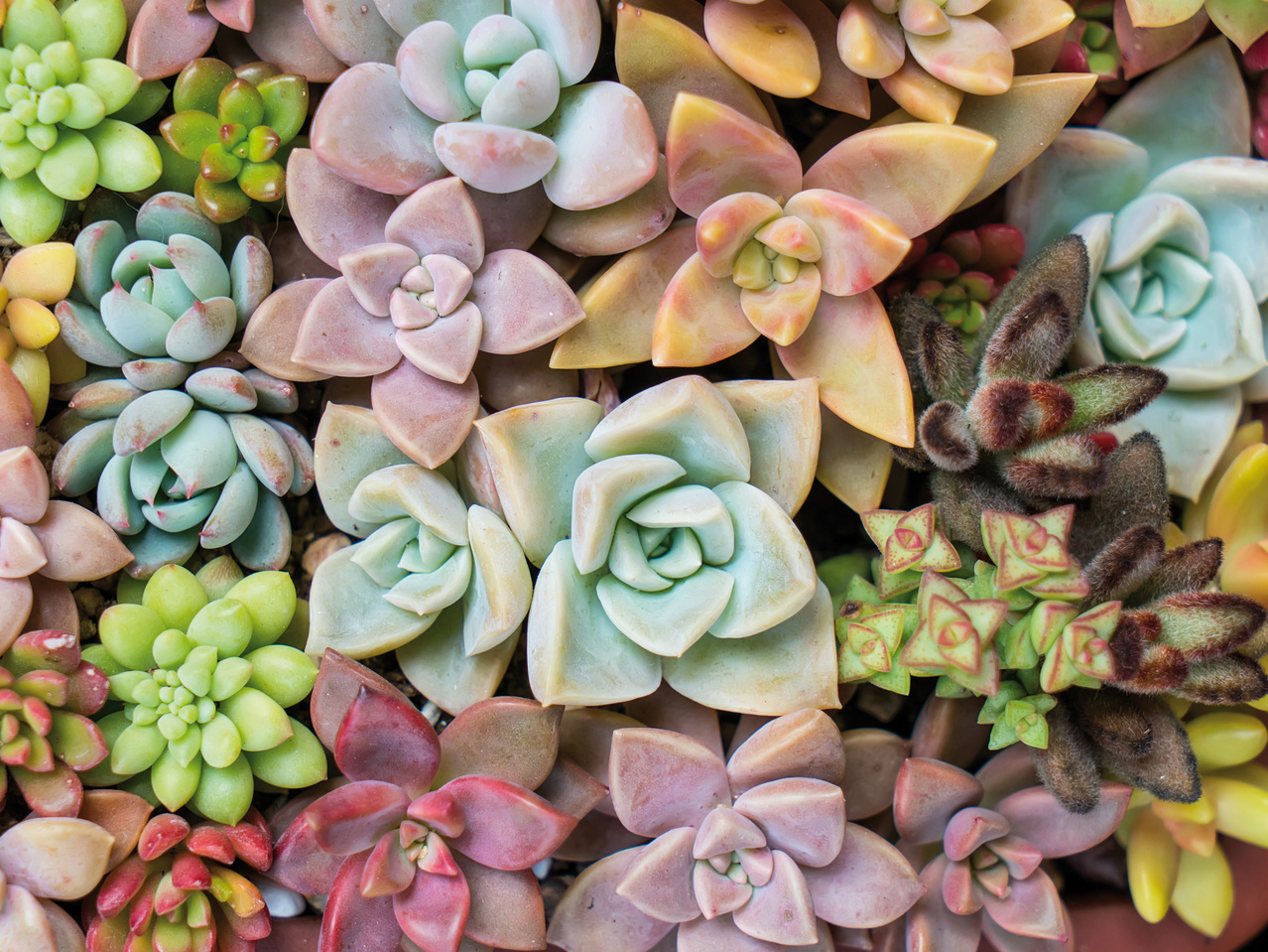 Sempervivum 6er-Tray