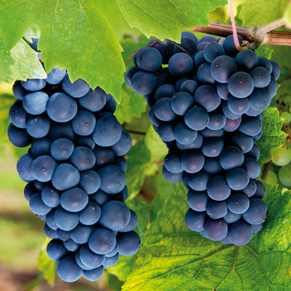Veredelte kernarme Vitis Vinifera Tafeltrauben