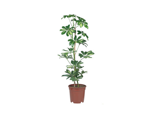 Green Houseplants