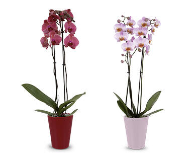 GARDENLINE Orchidee 2-Trieber in Keramik