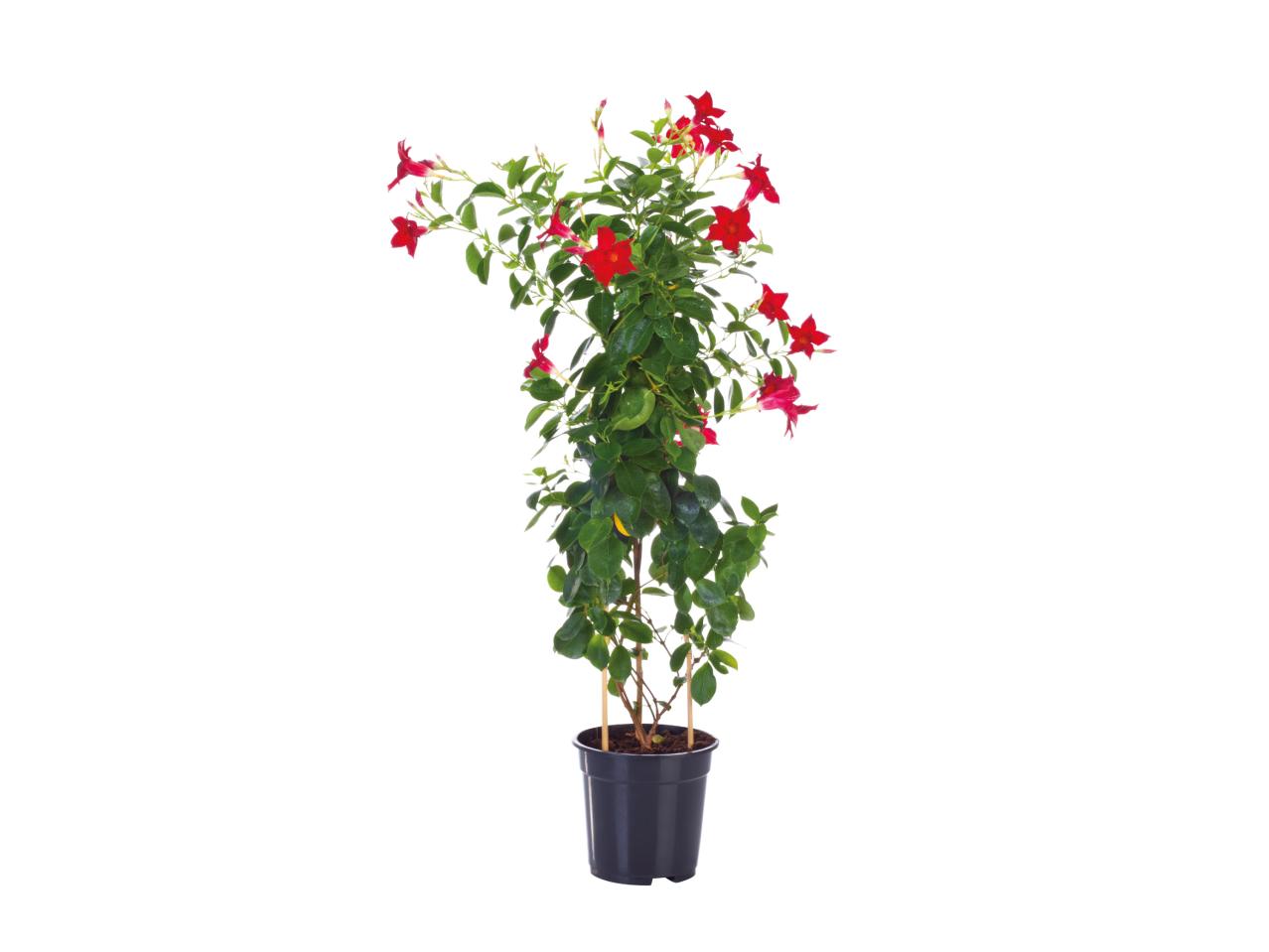 Dipladenia1