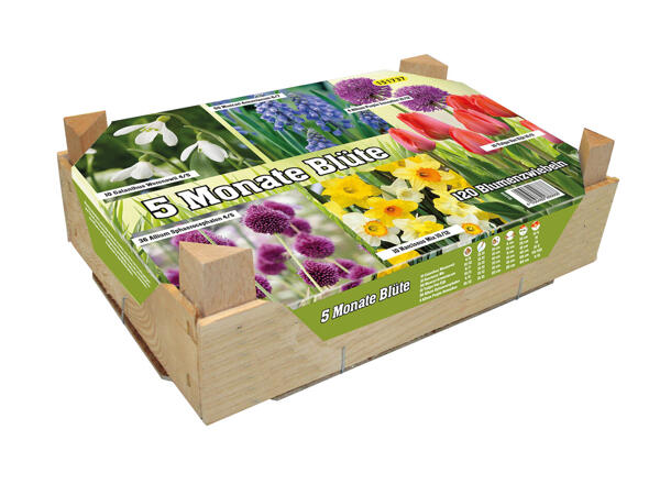 Blumenzwiebeln in Holzkiste
