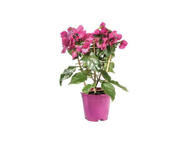 Bougainvillea Trellis