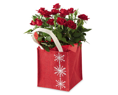 Potted Rose Bush in Jute Bag