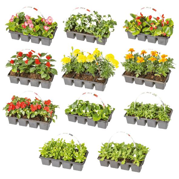 Perkplanten, 8 st.