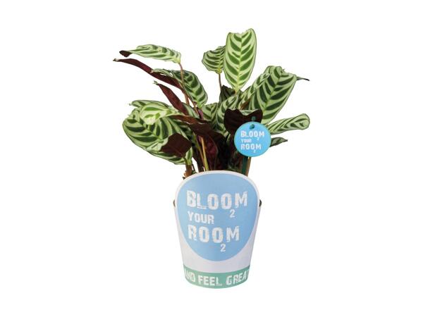 Bloom Your Room Plants