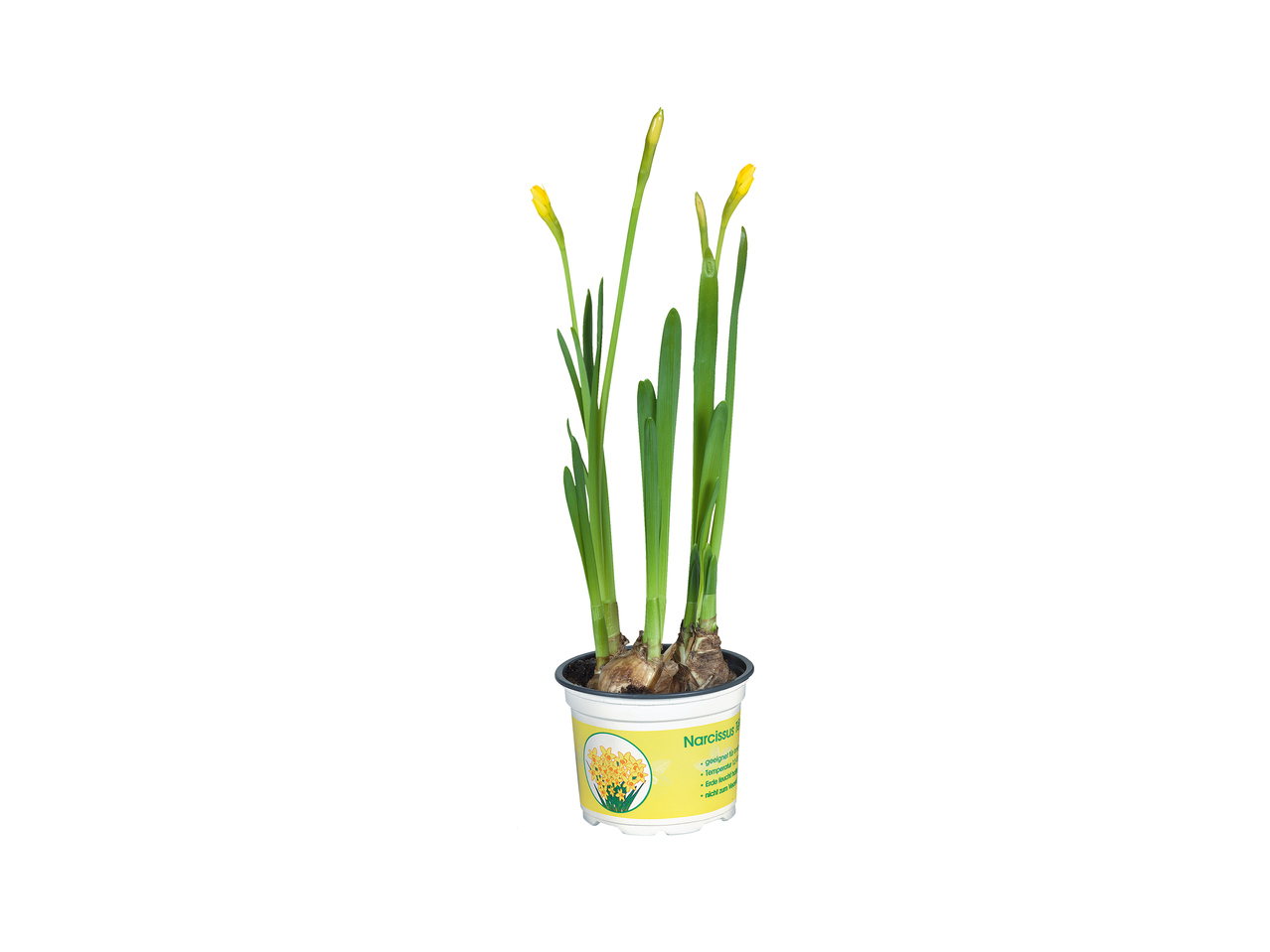 Daffodils 1
