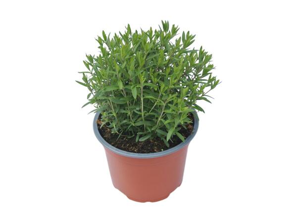 Mountain Daisy