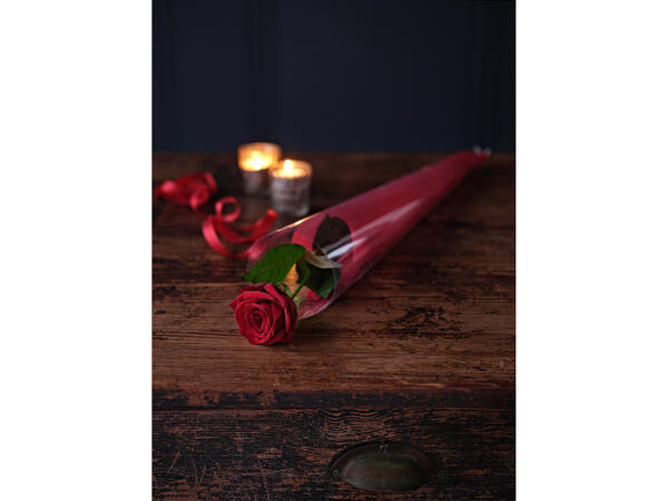 Single Red Rose