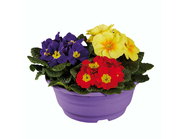 Plante printanière dans une coupe