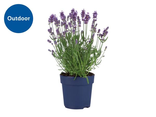 Lavender