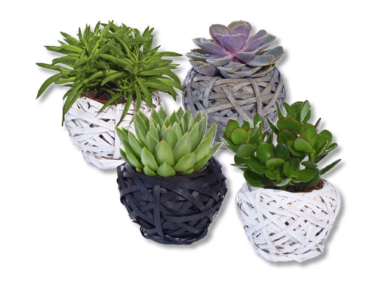 Succulentes dans un panier, dès 27.8.