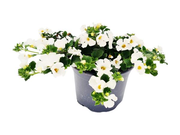 Bacopa Sutera