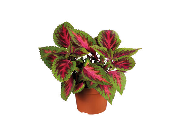 Coleus