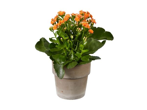 Kalanchoe in Ceramic Pot