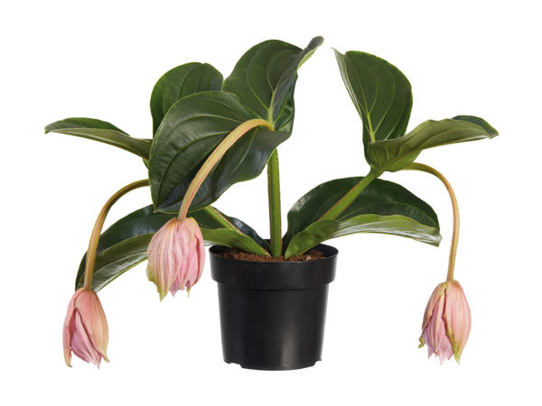 Medinilla magnifica