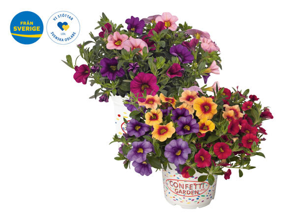 Småpetunia "Million bells"