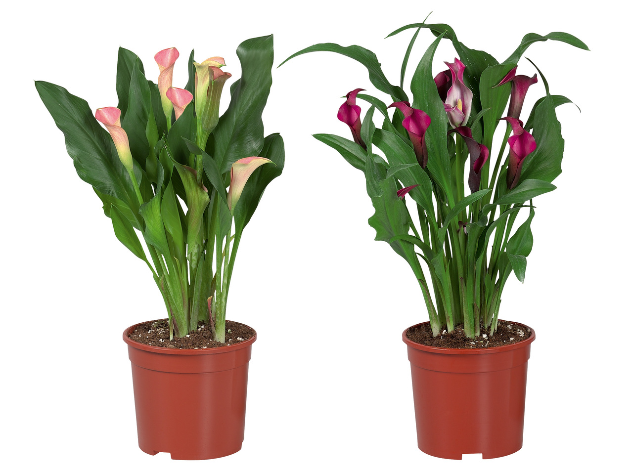 Calla