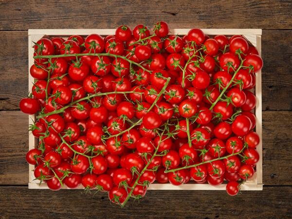 Tomates cerises en grappe