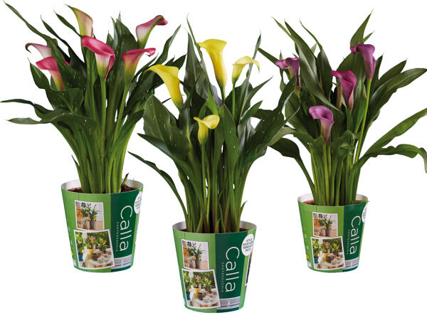 Calla mit Zierblende