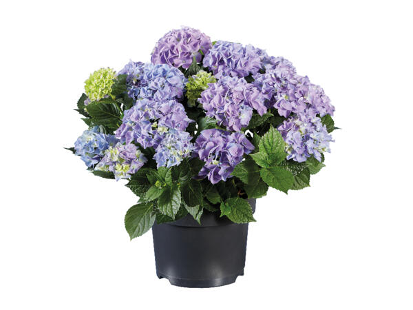 Garden Hydrangea