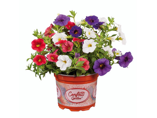 Calibrachoa-Mix