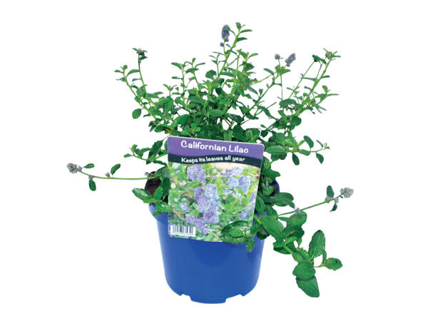 Californian Lilac in coloured pot