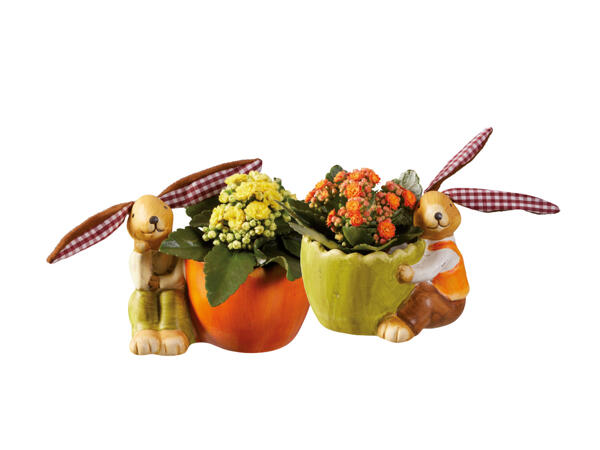 Kalanchoe i påskkruka