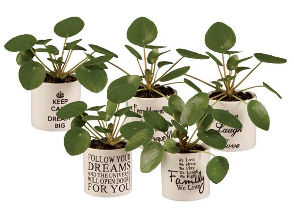 Pancake Pilea