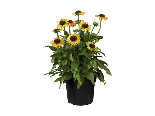 Solhat Echinacea