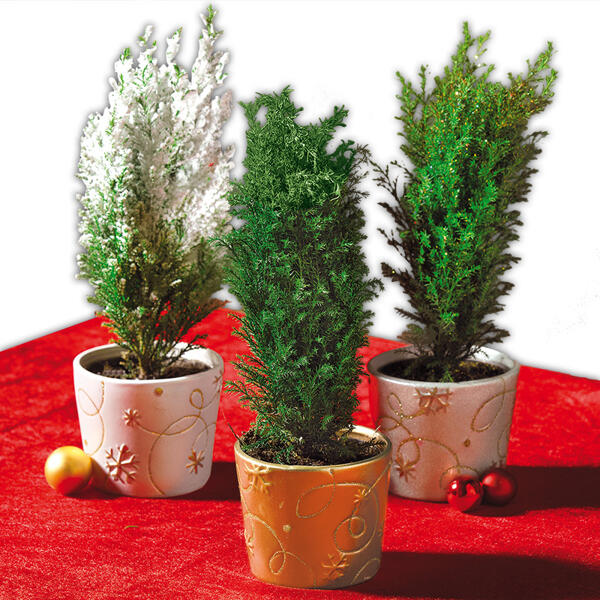 Weihnachtliche Scheinzypresse
