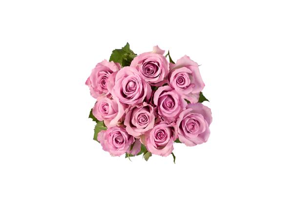 Premium bunch roses